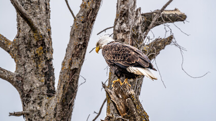 American Bald Eagle in the treetops