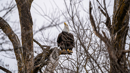American Bald Eagle in the treetops