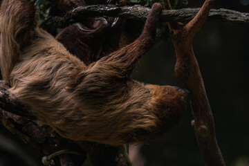 Hoffmann's two-toed sloth (Choloepus hoffmanni), also known as the northern two-toed sloth is a species of sloth from Central and South America. © Tatiana Kashko
