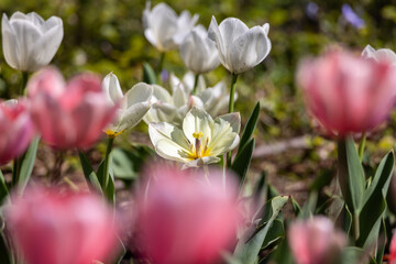 一面のチューリップ