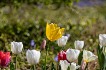 可愛いチューリップ
