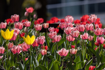 一面のチューリップ