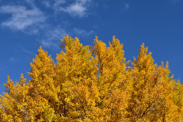 青い空に銀杏の木が黄色に色付いています。