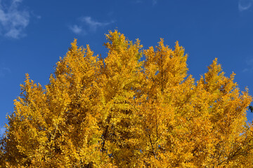 青い空に銀杏の木が黄色に色付いています。