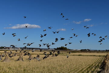 Fototapeta na wymiar 収穫後の畑には鳩たちがパーティーをしていました。