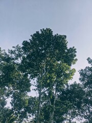 trees and sky