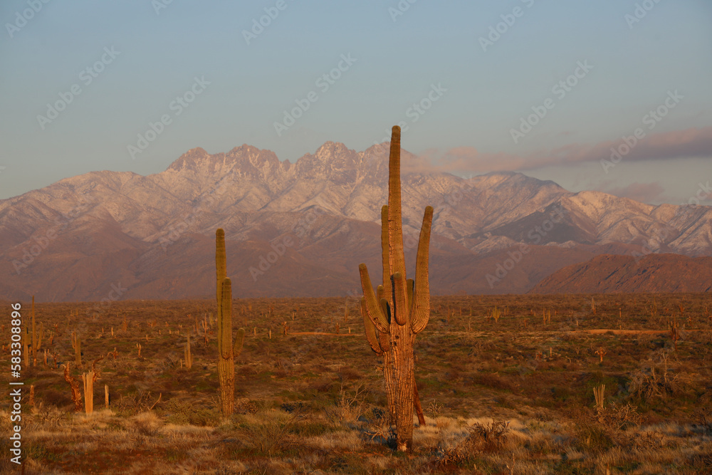 Canvas Prints saguaro cactus in Arizona