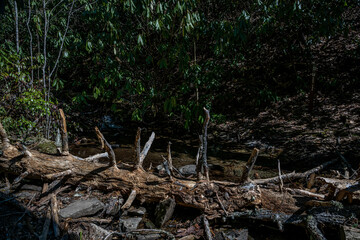 Fototapeta na wymiar dying hemlock forest