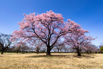 悠々自適の桜