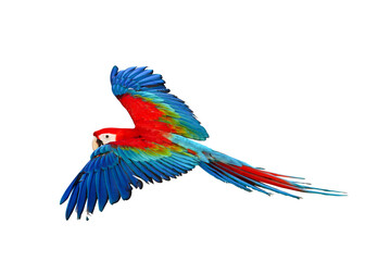 Colorful Green wing macaw flying isolated on transparent background.	