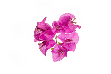 Fototapeta na wymiar Pink bougainvillea flowers on white