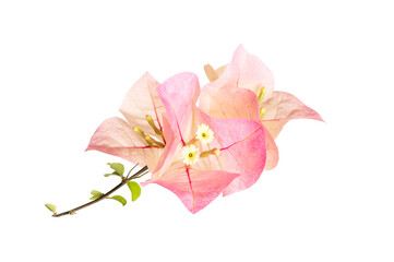 Pink bougainvillea flowers  isolated on white background.