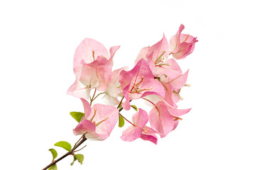 Pink bougainvillea flowers on white background.