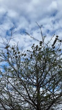 Birds on tree