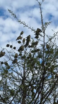 Birds on tree