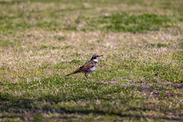 ツグミのお散歩