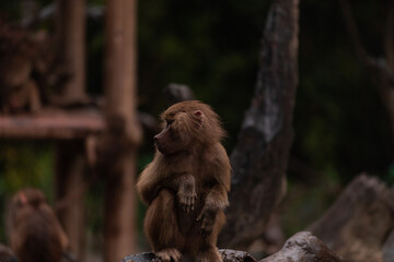 Obraz premium The olive baboon (Papio anubis), also called the Anubis baboon, is a member of the family Cercopithecidae (Old World monkeys)