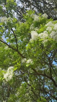 Spring Trees