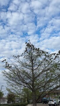 Birds on tree