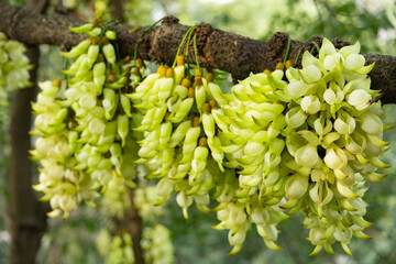 blooming mucuna birdwoodiana tutch in Spring horizontal composition
