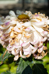 side view faded chrysanthemum flower core with several petals in the outdoor at vertical composition