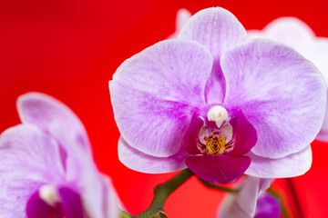 Fototapeta na wymiar blooming orchids on a red background horizontal composition