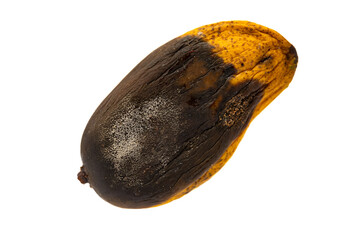 top view rotten mango with worms on a white background