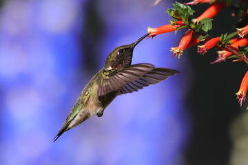 Ruby-Throated Hummingbird
