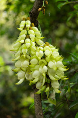 blooming mucuna birdwoodiana tutch in Spring vertical composition