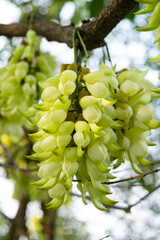 blooming mucuna birdwoodiana tutch in Spring vertical composition