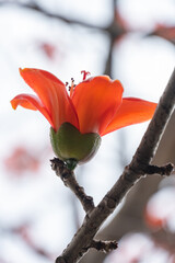 blooming Bombax ceiba or red cotton vertical composition