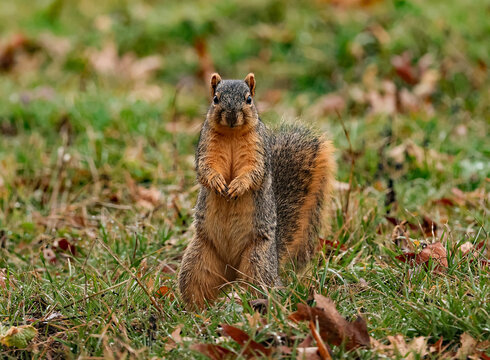Fox Squirrel
