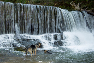 German shepherds playing in waterfall in southwest Virginia