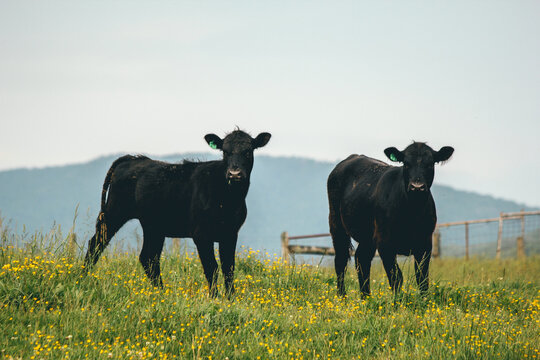 Two photogenic cows posing for the camera in southwest Virginia, in a field of  wildflowers.