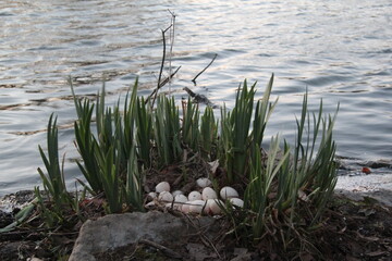 Goose nest filled with eggs by the Duck Pond on the Virginia Tech campus.