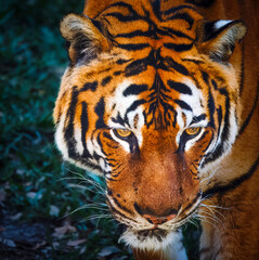 portrait of a Bengal tiger