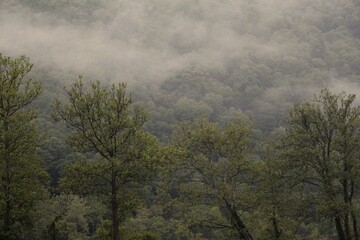 Fototapeta na wymiar Foggy views while camping at the New River in southwest Virginia
