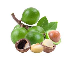 macadamia nuts with leaf isolated on transparent png