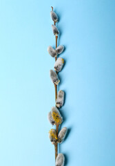 Fototapeta premium Beautiful blooming willow branch on light blue background, top view