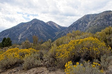 Fall colors begin to show in the Eastern Sierra of California, a region at the base of the steep eastern side of the Sierra Nevada mountain range.