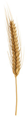 wheat grain or fried wheat ear Isolated. PNG transparency	