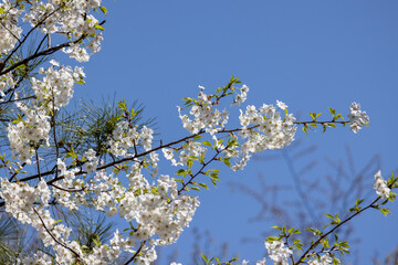 満開の桜の花