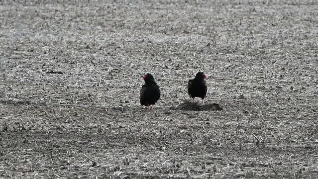Turkey Vultures in the Field