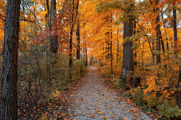 autumn in the forest