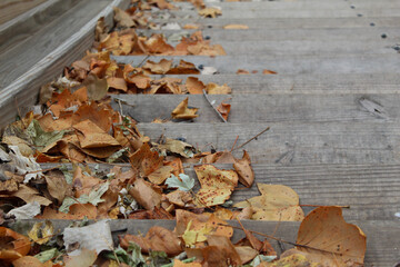 leaves on wooden background