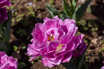 綺麗なピンクの花