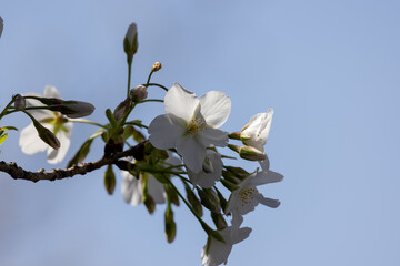 可愛い桜の花