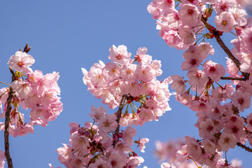 満開の桜の花