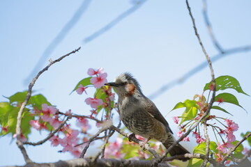 桜とヒヨドリ
