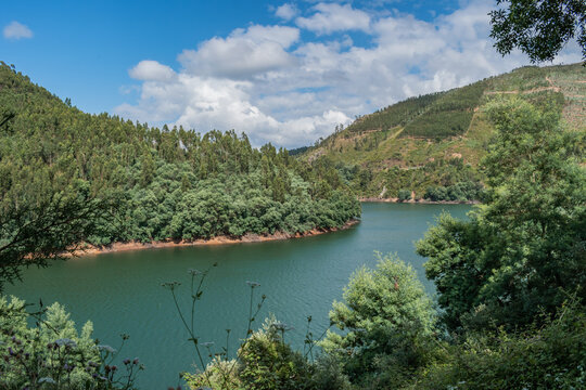 Blurred wild flowers and vegetation on the bank of the river Zezere with pine forest mountain, Dornes PORTUGAL